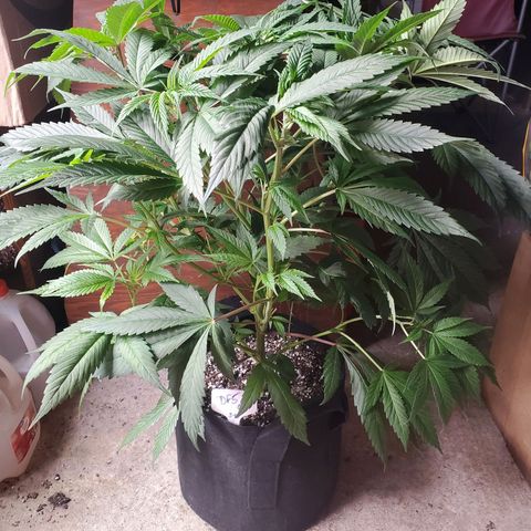 Dragon Fruit 🐲 5a growlog timeline photo