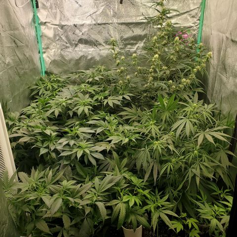 Dragon Fruit 🐲 5a growlog timeline photo