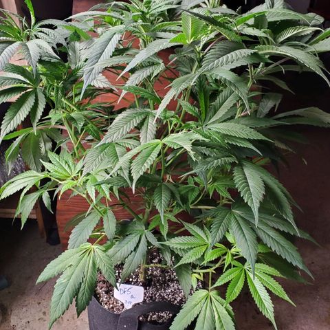 Dragon Fruit 🐲 5a growlog timeline photo