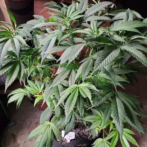 Dragon Fruit 🐲 5a growlog timeline photo