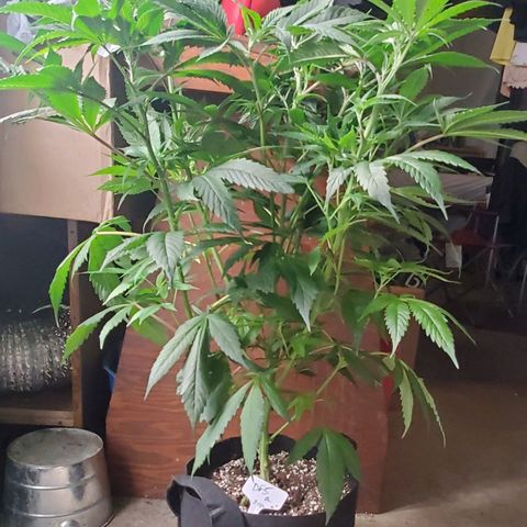 Dragon Fruit 🐲 5a growlog timeline photo