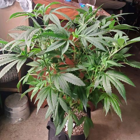 Dragon Fruit 🐲 5a growlog timeline photo