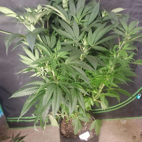 Dragon Fruit 🐲 5a growlog timeline photo