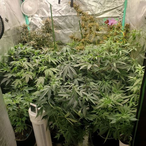 Dragon Fruit 🐲 5a growlog timeline photo