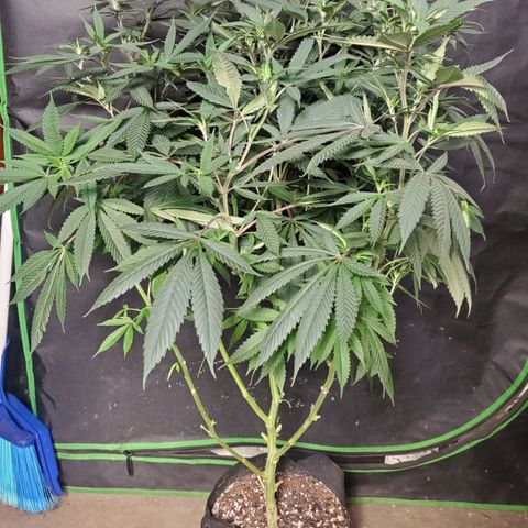 Dragon Fruit 🐲 5a growlog timeline photo