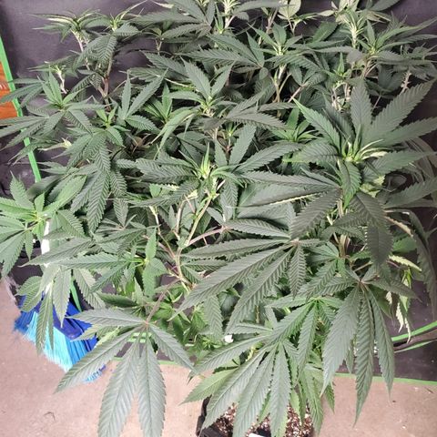 Dragon Fruit 🐲 5a growlog timeline photo