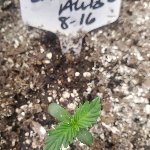 Zamaldiberry Auto 🍒 1 growlog timeline photo