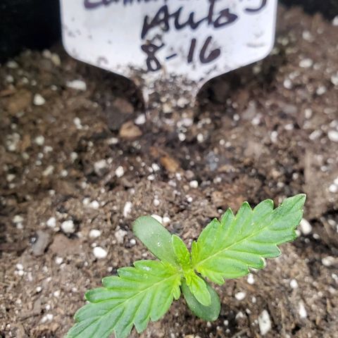Zamaldiberry Auto 🍒 1 growlog timeline photo