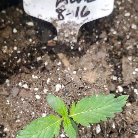 Zamaldiberry Auto 🍒 1 growlog timeline photo