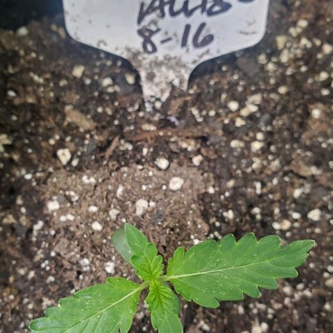 Zamaldiberry Auto 🍒 1 growlog timeline photo