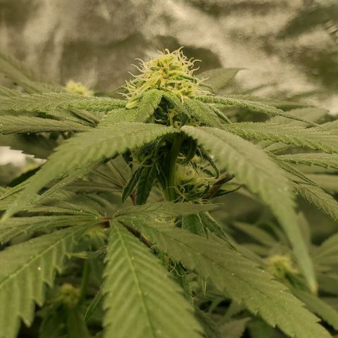 Dragon Fruit 🐲 5a growlog timeline photo