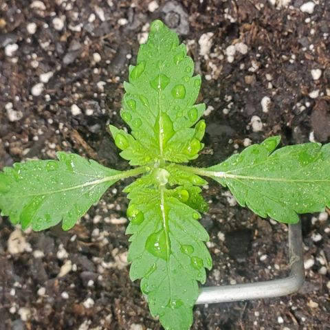 Zamaldiberry Auto 🍒 1 growlog timeline photo