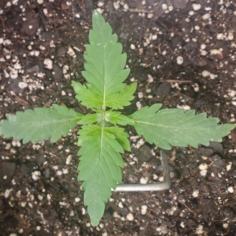 Zamaldiberry Auto 🍒 1 growlog timeline photo