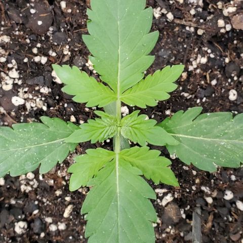 Zamaldiberry Auto 🍒 1 growlog timeline photo