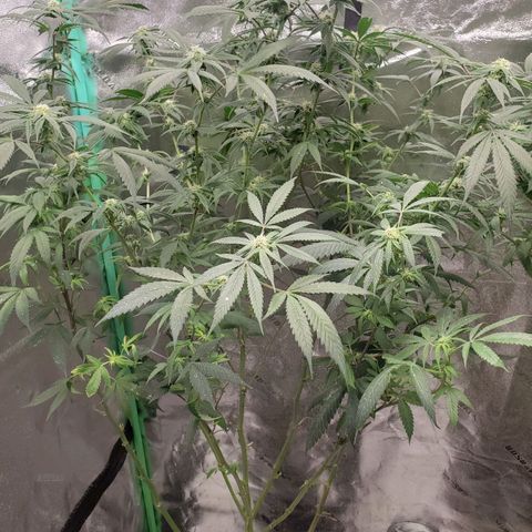 Dragon Fruit 🐲 5a growlog timeline photo