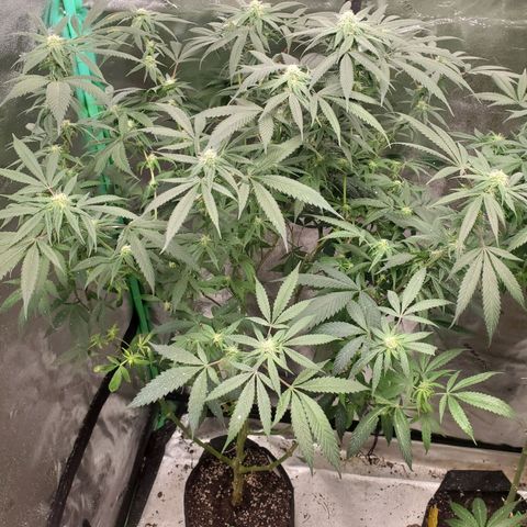 Dragon Fruit 🐲 5a growlog timeline photo