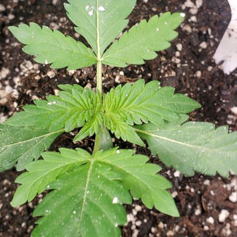 Zamaldiberry Auto 🍒 1 growlog timeline photo