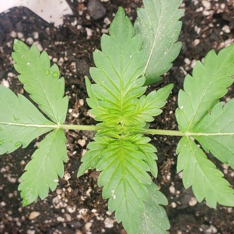 Zamaldiberry Auto 🍒 1 growlog timeline photo
