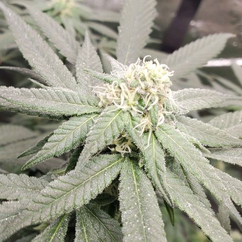 Dragon Fruit 🐲 5a growlog timeline photo