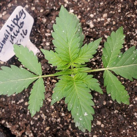 Zamaldiberry Auto 🍒 1 growlog timeline photo