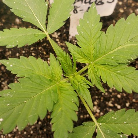Zamaldiberry Auto 🍒 1 growlog timeline photo