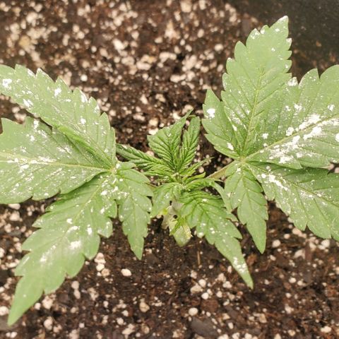 Zamaldiberry Auto 🍒 1 growlog timeline photo