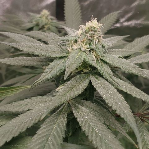 Dragon Fruit 🐲 5a growlog timeline photo