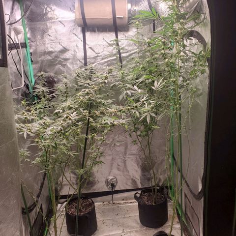 Dragon Fruit 🐲 5a growlog timeline photo