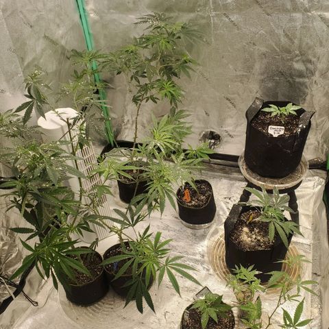 Zamaldiberry Auto 🍒 1 growlog timeline photo