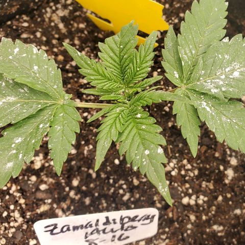 Zamaldiberry Auto 🍒 1 growlog timeline photo