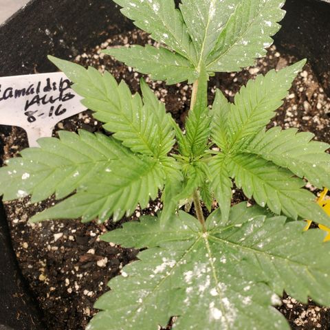 Zamaldiberry Auto 🍒 1 growlog timeline photo