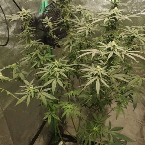 Dragon Fruit 🐲 5a growlog timeline photo
