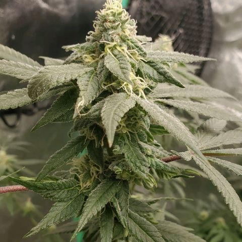 Dragon Fruit 🐲 5a growlog timeline photo