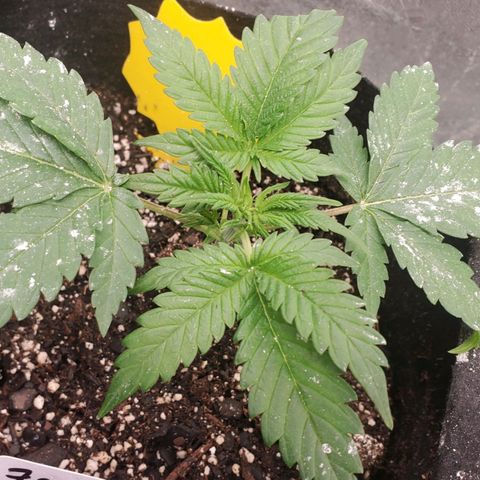 Zamaldiberry Auto 🍒 1 growlog timeline photo