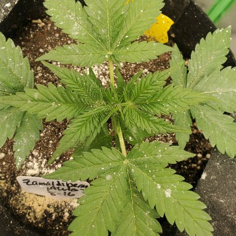 Zamaldiberry Auto 🍒 1 growlog timeline photo