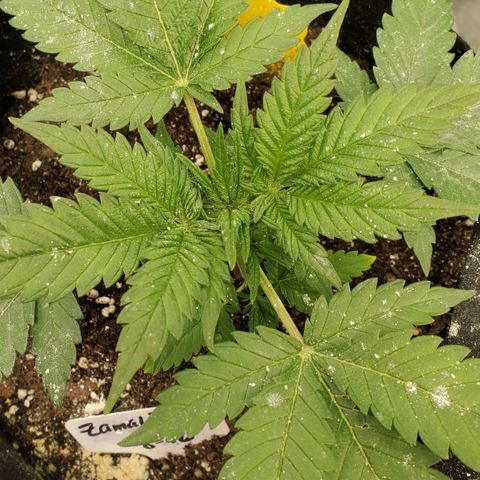 Zamaldiberry Auto 🍒 1 growlog timeline photo