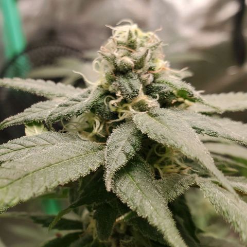 Dragon Fruit 🐲 5a growlog timeline photo