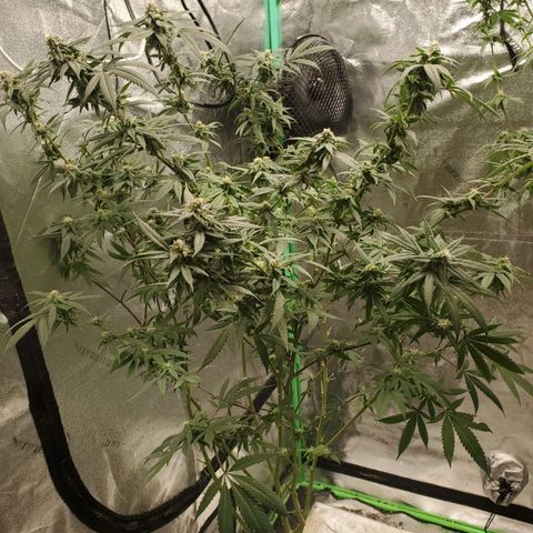 Dragon Fruit 🐲 5a growlog timeline photo