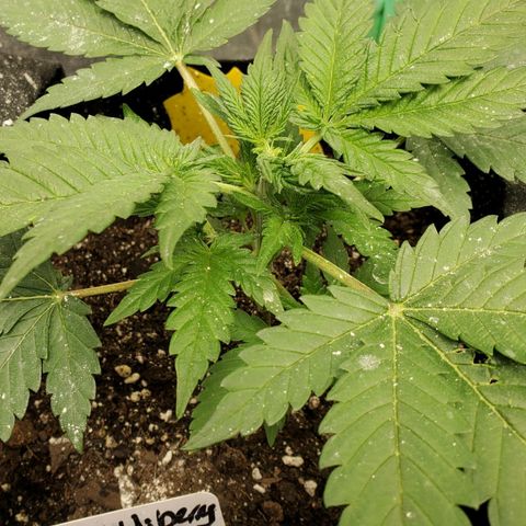 Zamaldiberry Auto 🍒 1 growlog timeline photo