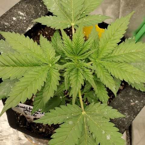 Zamaldiberry Auto 🍒 1 growlog timeline photo