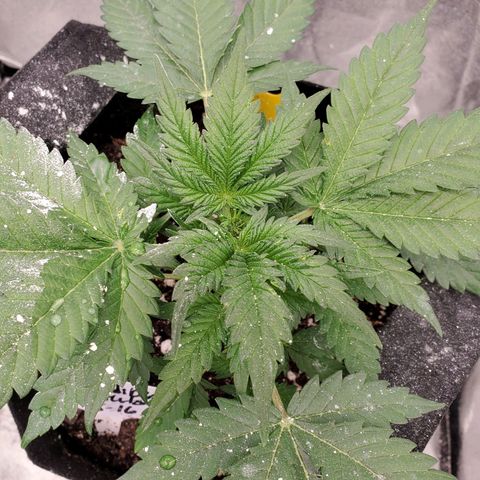 Zamaldiberry Auto 🍒 1 growlog timeline photo