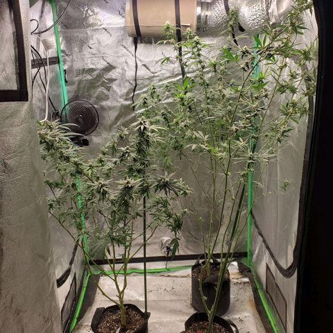 Dragon Fruit 🐲 5a growlog timeline photo