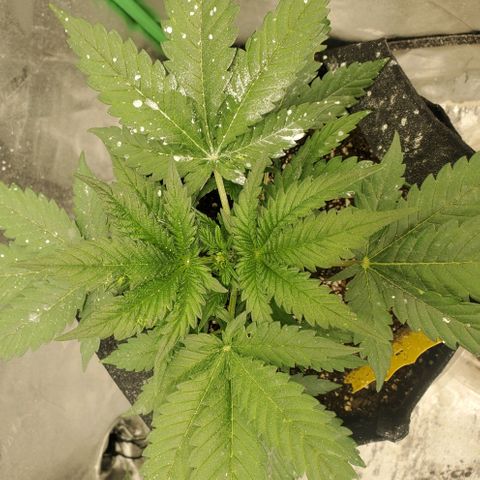 Zamaldiberry Auto 🍒 1 growlog timeline photo