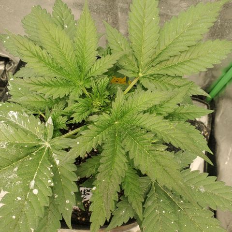 Zamaldiberry Auto 🍒 1 growlog timeline photo