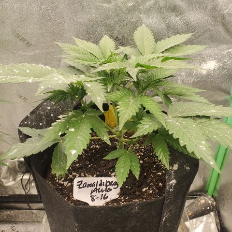Zamaldiberry Auto 🍒 1 growlog timeline photo