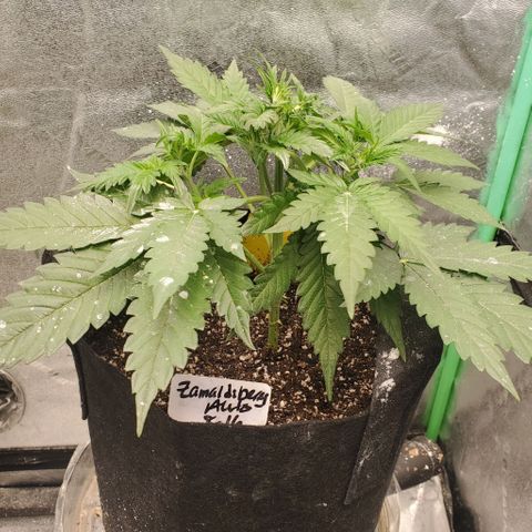 Zamaldiberry Auto 🍒 1 growlog timeline photo