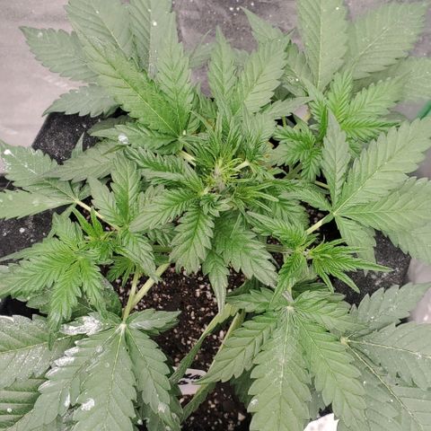 Zamaldiberry Auto 🍒 1 growlog timeline photo