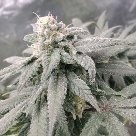 Dragon Fruit 🐲 5a growlog timeline photo