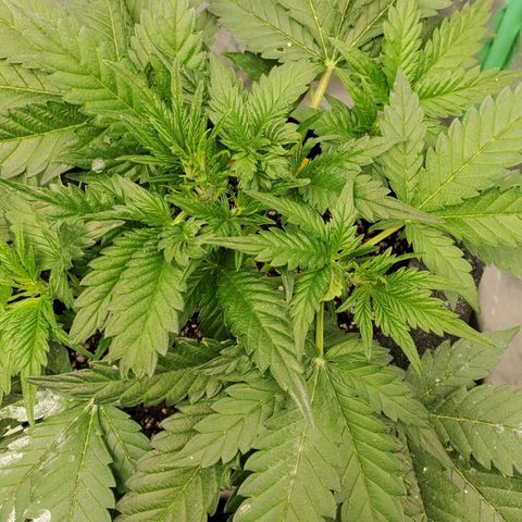 Zamaldiberry Auto 🍒 1 growlog timeline photo