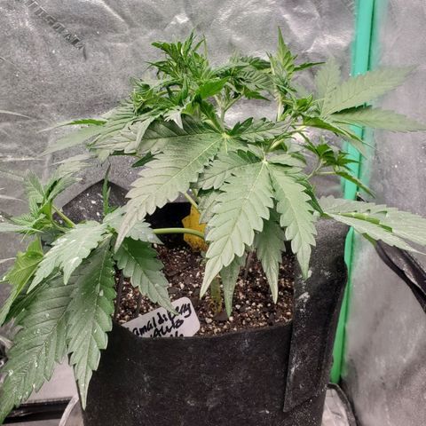 Zamaldiberry Auto 🍒 1 growlog timeline photo